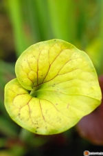 Sarracenia flava 'flava' -- Gelbe Schlauchpflanze 